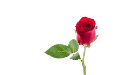 Fototapeta premium Red rose