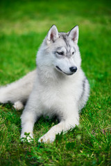 Siberian husky lying on green grass