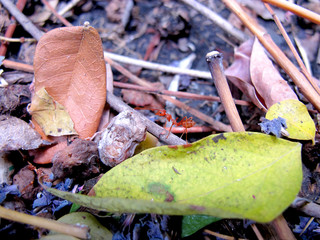 ant life