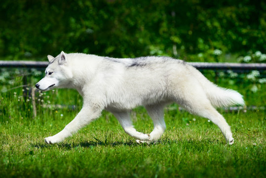 Portrait of Siberian husky on green foliage background