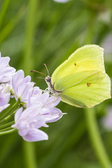 Brimstone butterfly