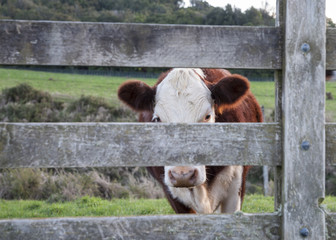 Cattle through gate.