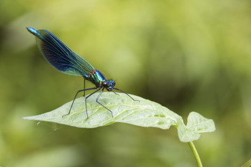Banded demoiselle   (Calopteryx splendens)