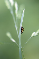 Marienkäfer