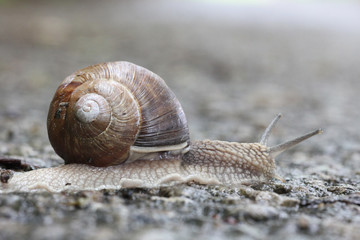 Weinbergschnecke