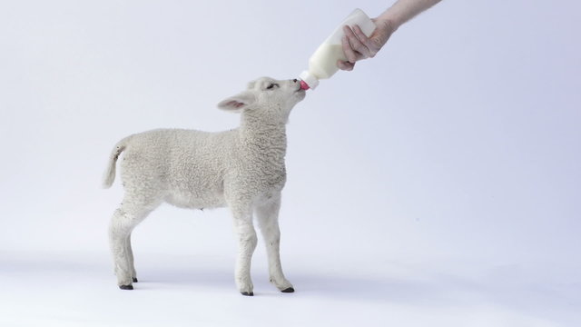 Lamb suckling a baby bottle