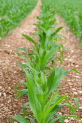 Fototapeta premium campo di mais_ campagna