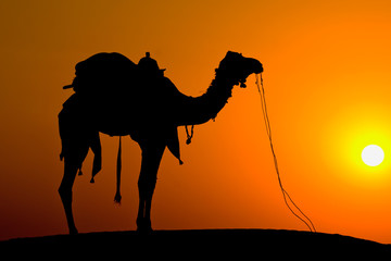 Silhouette camel at sunset on the dunes . Jaisalmer, India.