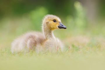 gosling