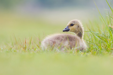 gosling