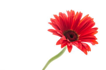 Gerbera