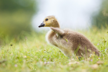 Gosling
