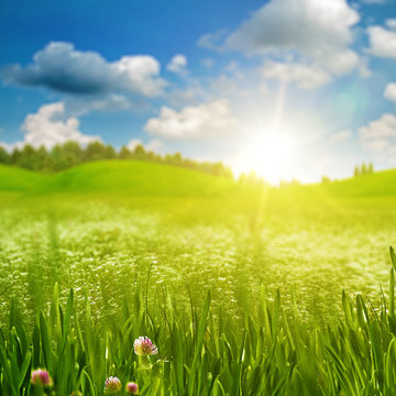 Summer morning on the meadow, abstract environmental backgrounds