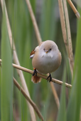 Bearded Tit ( Panurus biarmicus )