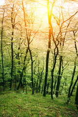 Fototapeta na wymiar green forest trees