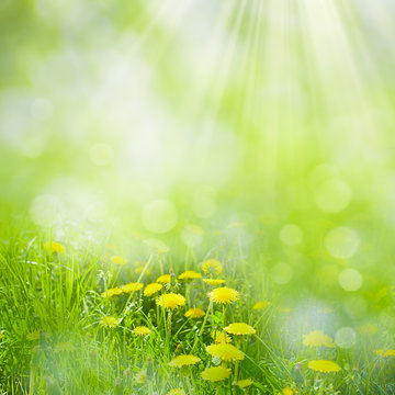 Summer day on the meadow with wild dandelion flowers