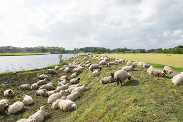 Sheep on the dyke