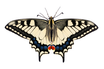 Butterfly Papilio machaon - 66041052
