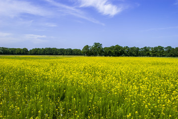 Fototapeta premium Yellow Field, Blue Sky