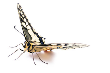 Obraz premium Butterfly Papilio machaon