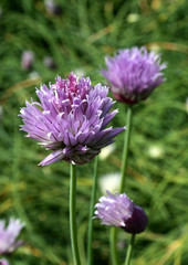 Schnittlauch Bl&uuml;ten