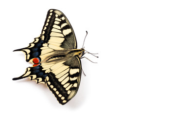 Naklejka premium Butterfly Papilio machaon