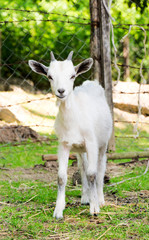 Fototapeta premium Little goat