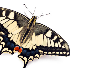 Butterfly Papilio machaon