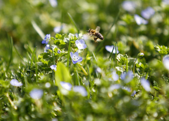 bee and flower