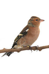 chaffinch