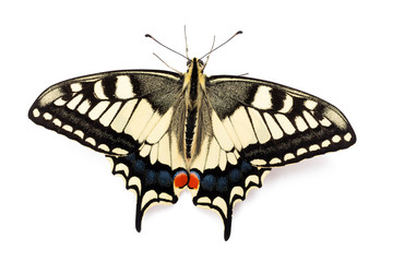 Butterfly Papilio machaon - 66042051