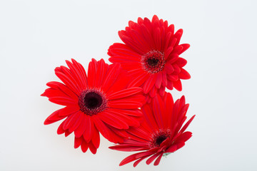 red gerbera daisy flower