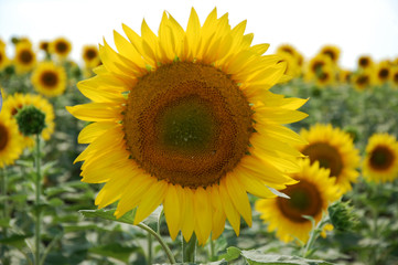 Obraz premium Sunflower