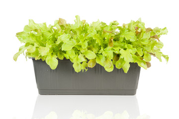 Pflücksalat