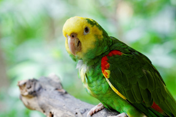 Papagei