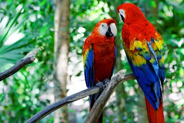 Poster papegaai © Racamani