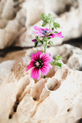 Wildflowers growing in a small crevice in  rocks