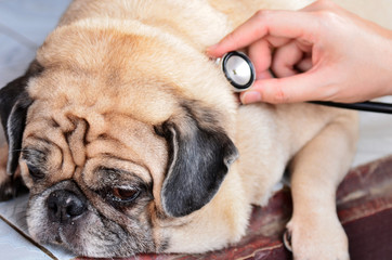 Cute pug dog at the vet getting a checkup