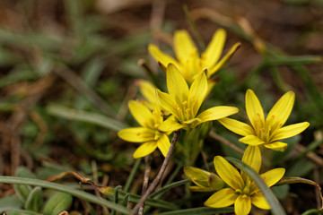 Yellow flower