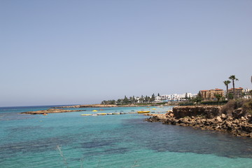 Fototapeta premium Fig tree bay
