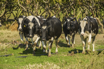 cow farm