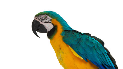 macaw