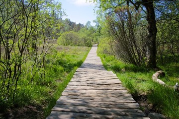 Obraz premium Path to Preikestolen 085
