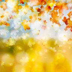 Obraz na płótnie Canvas Autumn maple leaves background. EPS 10