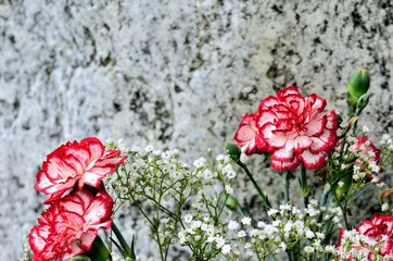 Rot-weiße Nelken vor Granitstein, Textfreiraum