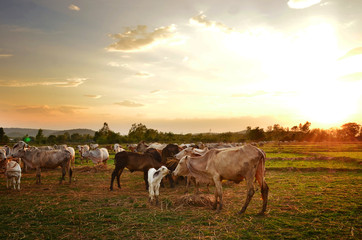 Fototapeta na wymiar Cow grazing