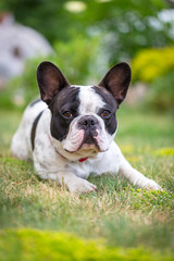 French bulldog in the spring garden