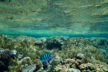  fishes