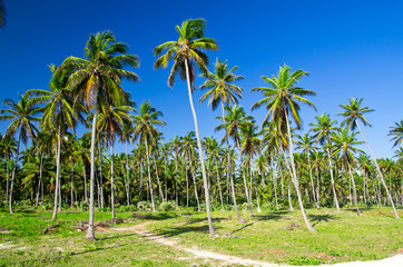 Fototapeta premium Palm tree
