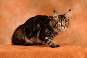 Maine Coon Katze schleichend auf Braun